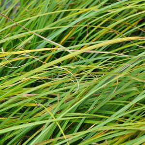 Carex riparia  ---